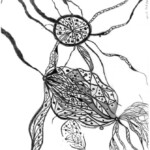 The Membrane Gull
